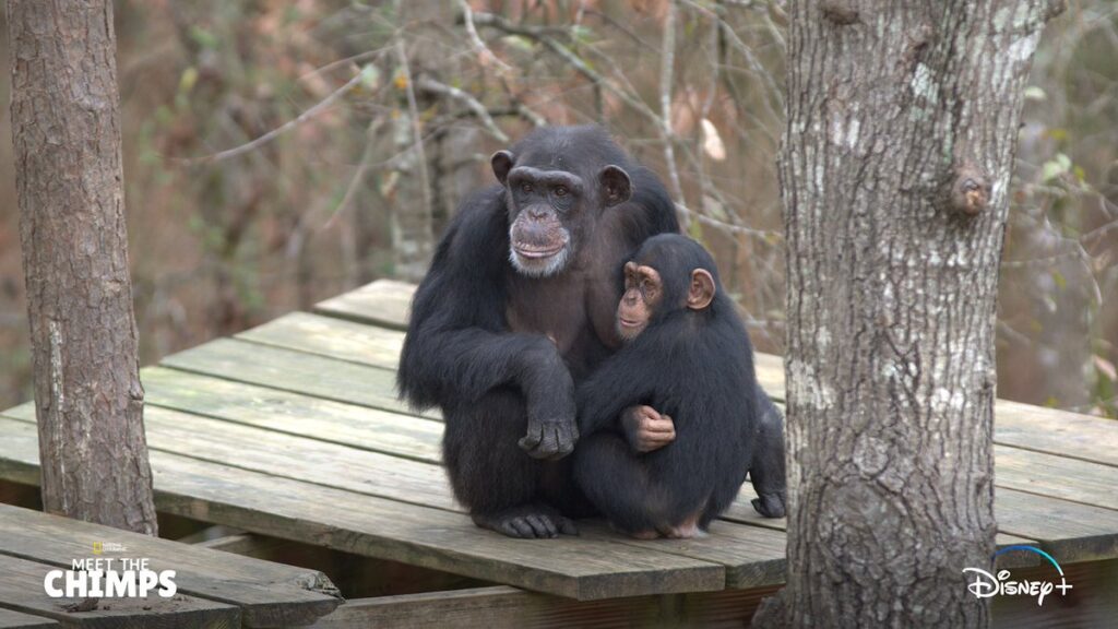 A-Vida-Secreta-dos-Chimpanzes-Disney-Plus-1024x576 A Vida Secreta dos Chimpanzés: Nova série NatGeo em breve no Disney+