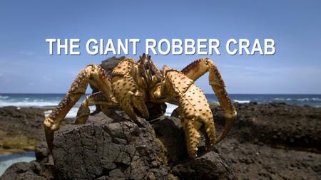 The-Giant-Robber-Crab-1 Confira os 14 lançamentos desta Semana no Disney+ (21 a 27 de Setembro)