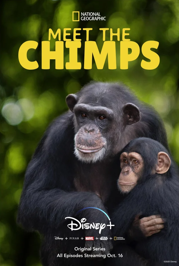 image-51 A Vida Secreta dos Chimpanzés: Nova série NatGeo em breve no Disney+