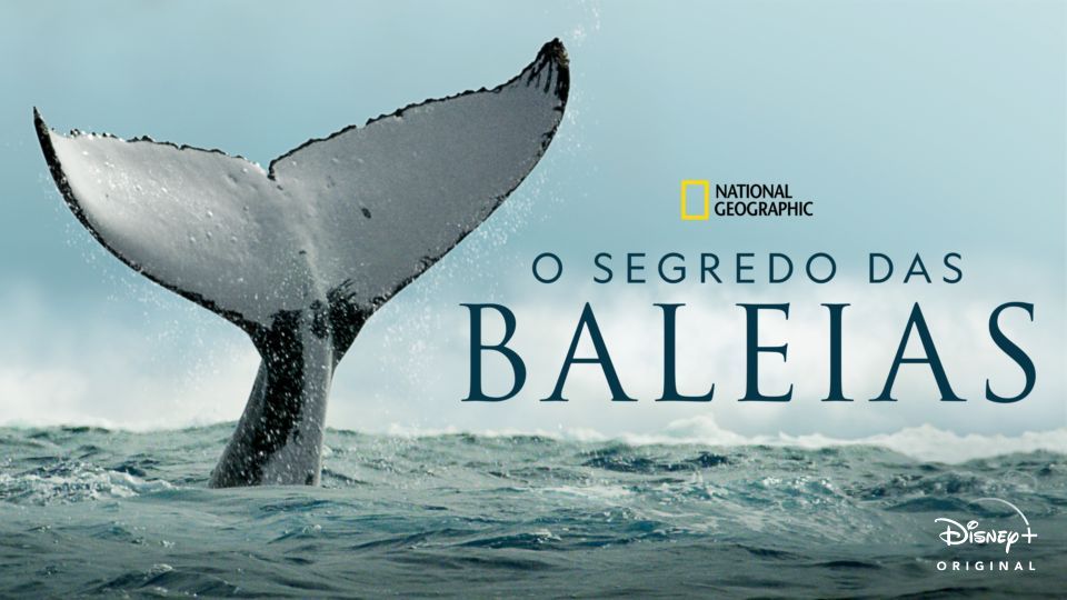O-Segredo-das-Baleias-Disney-Plus Os 20 Melhores Documentários da National Geographic no Disney+