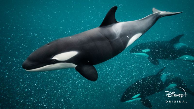 O-Segredo-das-Baleias-Ep1-As-Rainhas-Orcas Lançamento do Dia da Terra no Disney+: O Segredo das Baleias