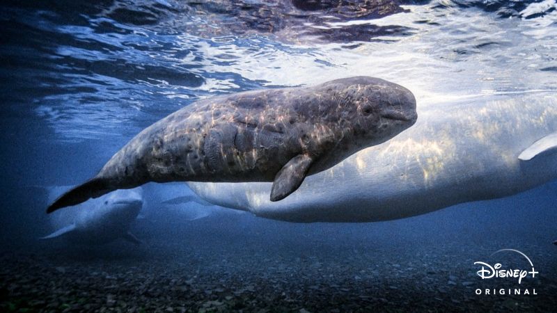 O-Segredo-das-Baleias-Ep3-O-Reino-das-Belugas Lançamento do Dia da Terra no Disney+: O Segredo das Baleias