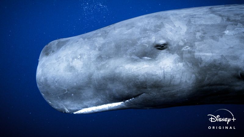 O-Segredo-das-Baleias-Ep4-As-Gigantes-do-Oceano Lançamento do Dia da Terra no Disney+: O Segredo das Baleias