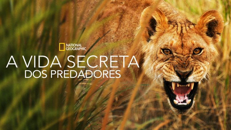 A-Vida-Secreta-dos-Predadores-Disney-Plus Os 20 Melhores Documentários da National Geographic no Disney+