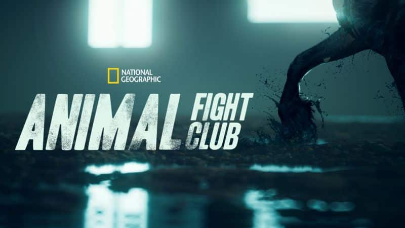 Star-Plus-Animal-Fight-Club 'Death on the Nile' with Gal Gadot has arrived on Star+!  See the news of the day