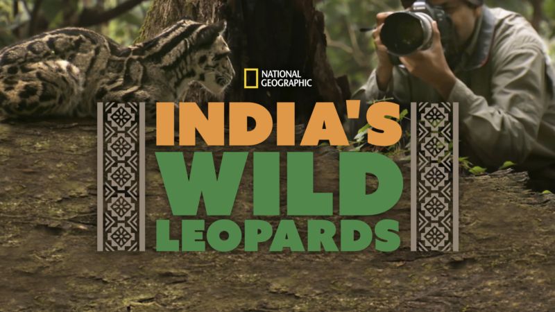 India-Terra-de-Leopardos-Disney-Plus 3 documentários da National Geographic foram adicionados ao Disney+ nesta sexta