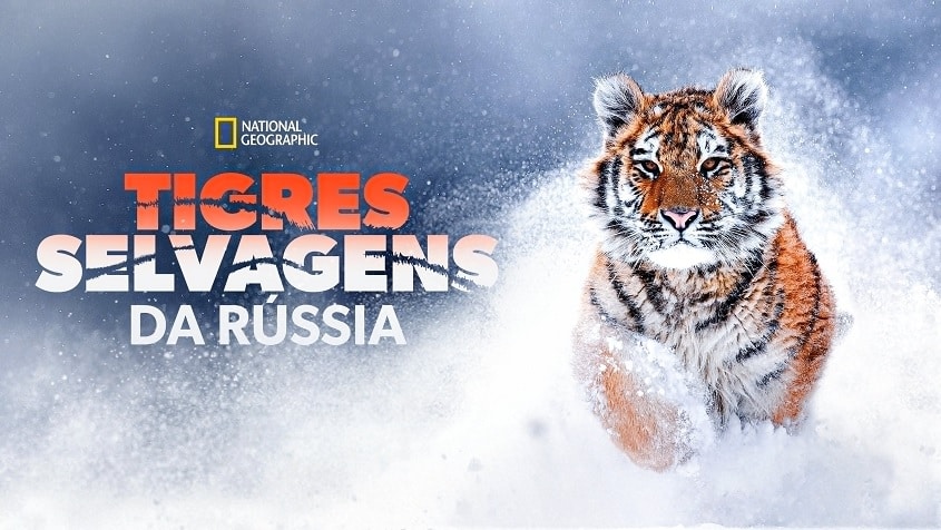 Tigres-Selvagens-da-Russia-Disney-Plus Lançamentos do Disney+ em Junho de 2022 | Lista Completa e Atualizada