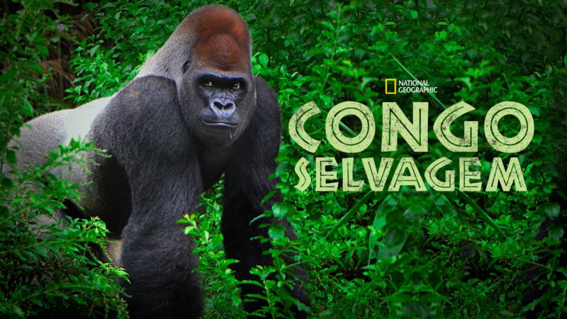 Congo-Selvagem-Disney-Plus 'Ms. Marvel', 'Obi-Wan Kenobi' e 'Recomeço em Família' são destaques hoje no Disney+
