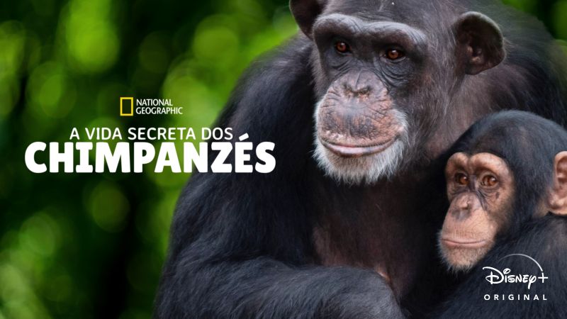 A-Vida-Secreta-dos-Chimpanzes-Disney-Plus Os 20 Melhores Documentários da National Geographic no Disney+