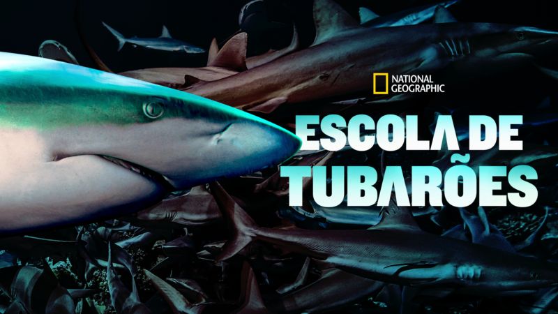 Escola-de-Tubaroes-Disney-Plus Disney+ lança especial de Idina Menzel e 14 documentários sobre Tubarões