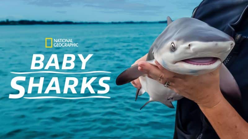 Filhotes-de-Tubaroes-Disney-Plus Disney+ lança especial de Idina Menzel e 14 documentários sobre Tubarões