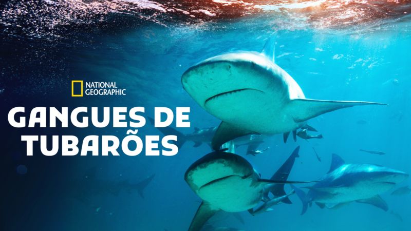 Gangues-de-Tubaroes-Disney-Plus Disney+ lança especial de Idina Menzel e 14 documentários sobre Tubarões