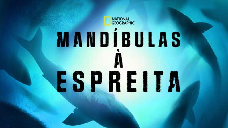 Mandibulas-a-Espreita-Disney-Plus Disney+ lança especial de Idina Menzel e 14 documentários sobre Tubarões
