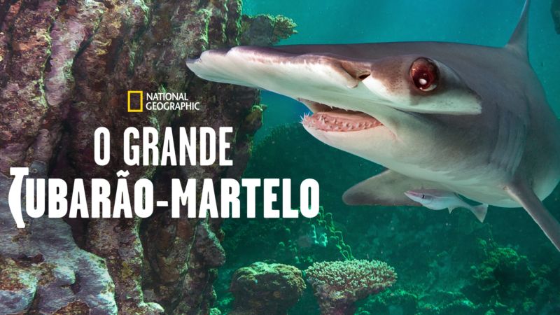 O-Grande-Tubarao-Martelo-Disney-Plus Disney+ lança especial de Idina Menzel e 14 documentários sobre Tubarões