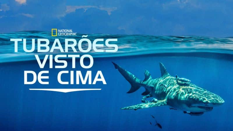 Tubaroes-Visto-de-Cima-Disney-Plus Disney+ lança especial de Idina Menzel e 14 documentários sobre Tubarões