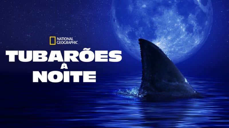 Tubaroes-a-Noite-Disney-Plus Disney+ lança especial de Idina Menzel e 14 documentários sobre Tubarões