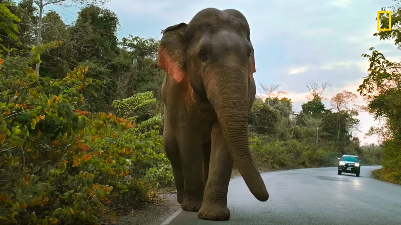 O-Segredo-dos-Elefantes-National-Geographic Natalie Portman e James Cameron revelam 'Segredos dos Elefantes' em nova série