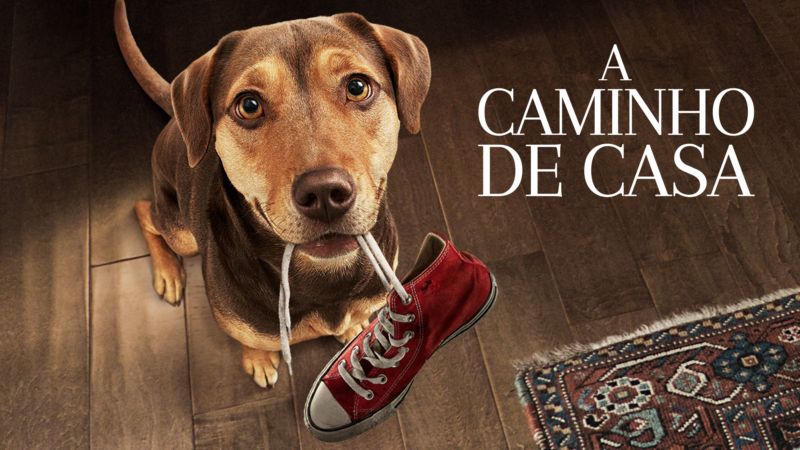 A-Caminho-de-Casa-Star-Plus Star+ remove filmes com Jonah Hauer-King e Gael García Bernal