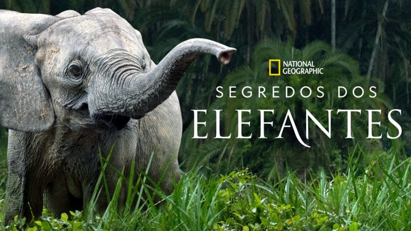 Segredos-dos-Elefantes-Disney-Plus Segredos dos Elefantes, com Natalie Portman, estreou no Disney+