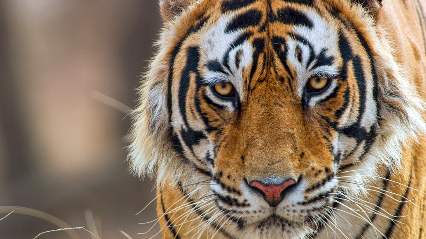 Tigres-Disney-Plus Dia da Terra 2024: Disney anuncia 2 documentários especiais