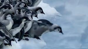 Segredos-dos-Pinguins