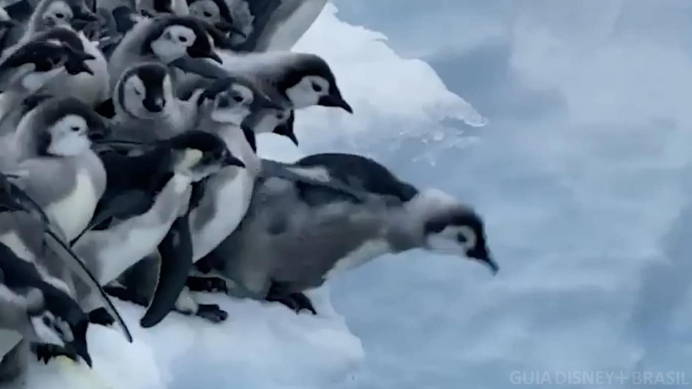 Segredos-dos-Pinguins Nat Geo prepara lançamento de 'Segredos dos Pinguins' no Disney+
