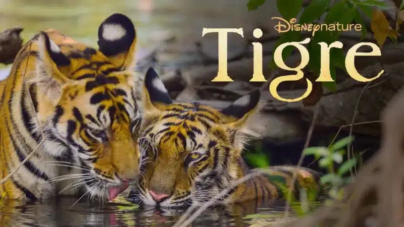 Tigre-Disney-Plus Disney+ lançou 3 novidades neste Dia da Terra 2024