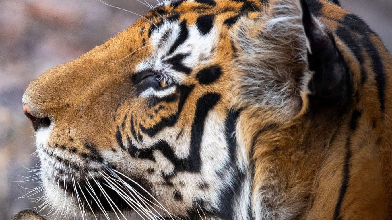 Tigre-Disneynature Disney+ lança trailer de 'Tigre', novo documentário da Disneynature