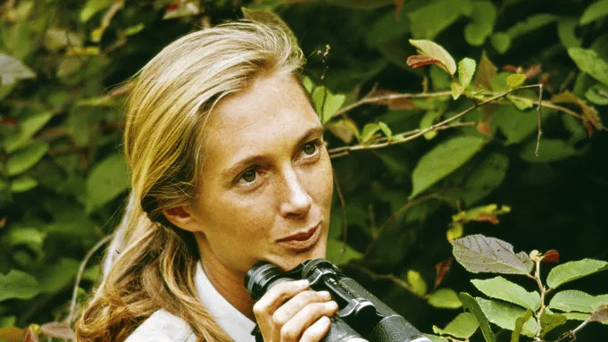 image Disney vai contar a história de Jane Goodall em novo filme