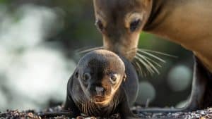 Leões marinhos de Galápagos