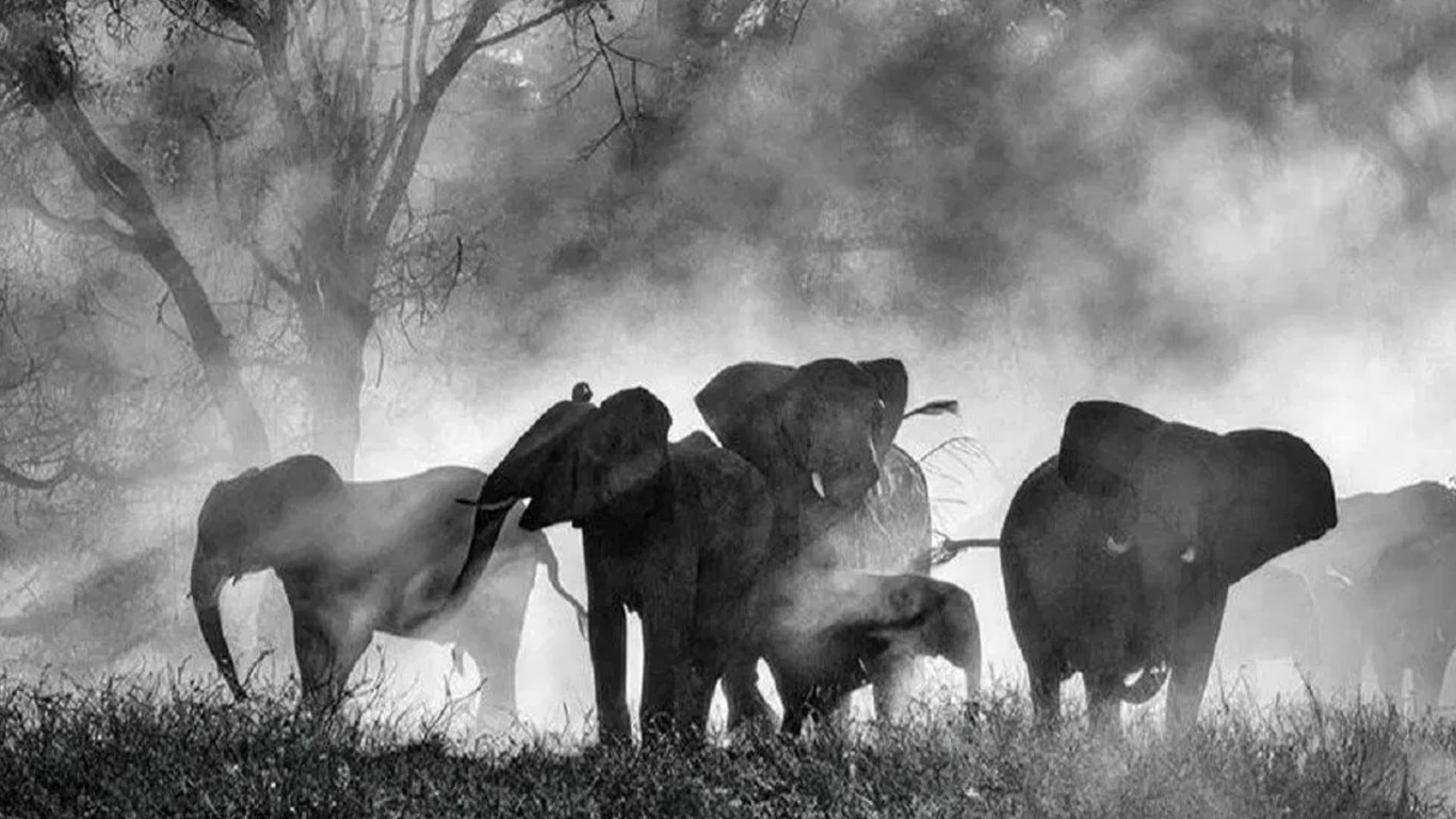 Os misteriosos Elefantes Fantasmas de Angola são tema de novo documentário do Disney+ Ghost-Elephants Os misteriosos Elefantes Fantasmas de Angola são tema de novo documentário do Disney+