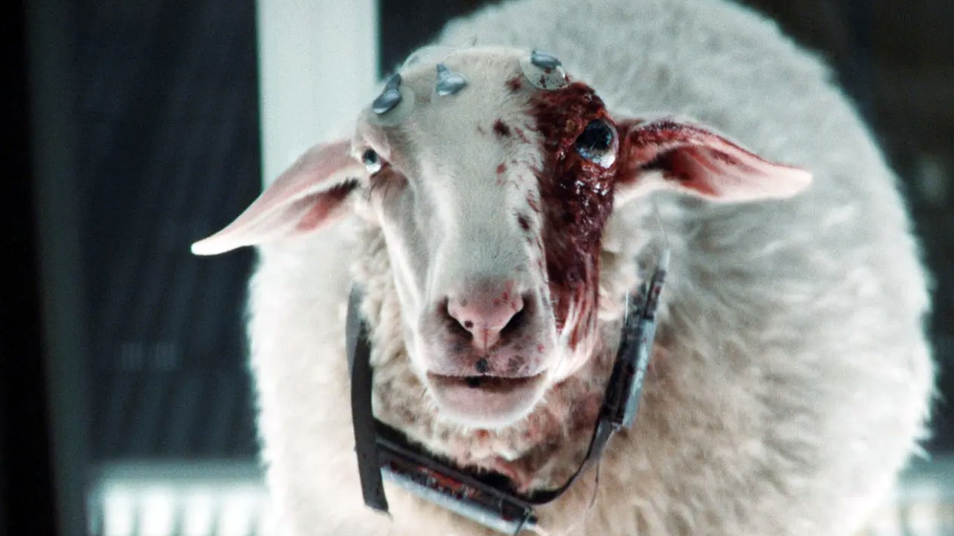 Alien: Earth | Noah Hawley explica origem da criatura mais assustadora da série Ovelha-de-Alien-Earth Alien: Earth | Noah Hawley explica origem da criatura mais assustadora da série