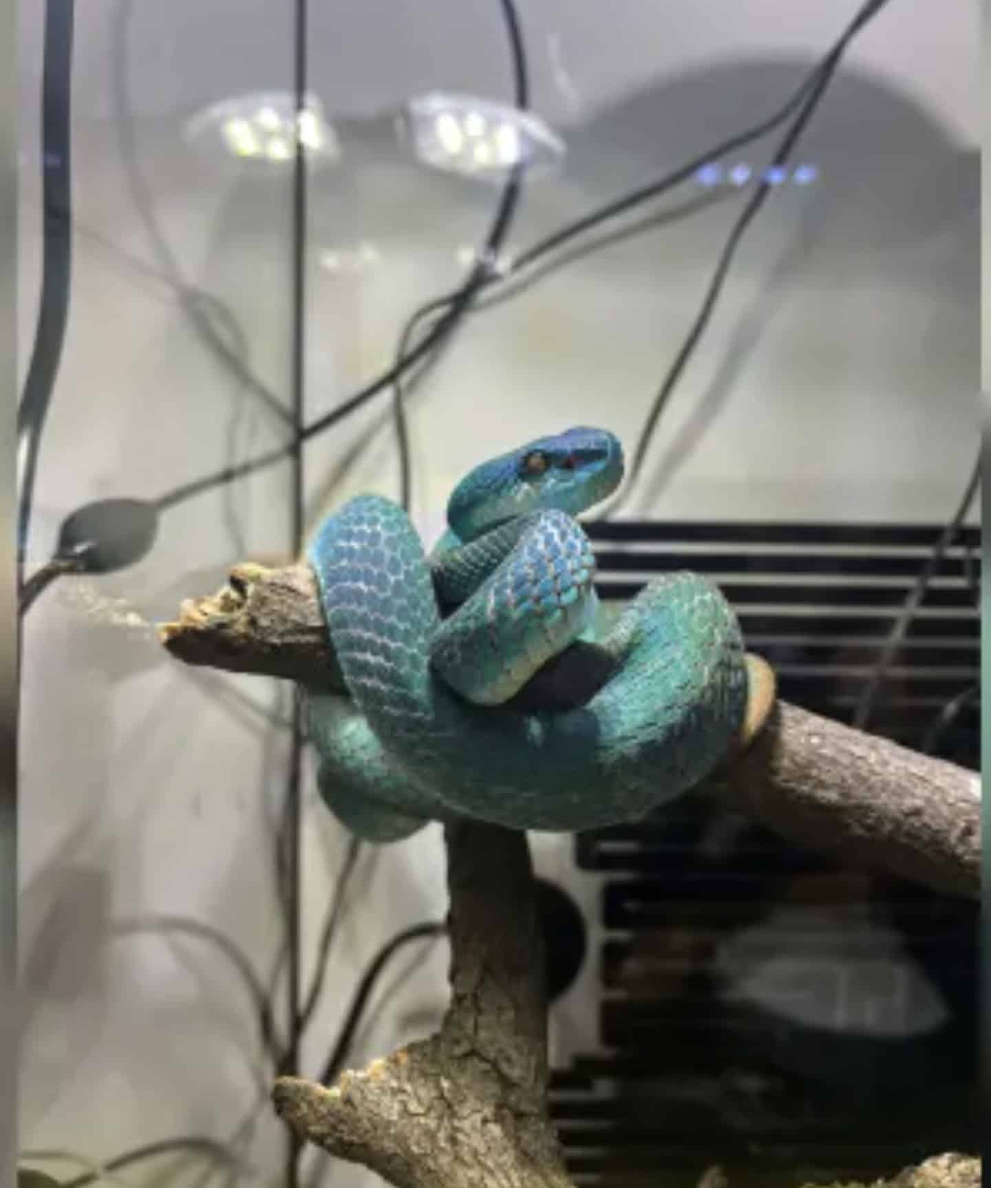 1000144286 Sucesso de Zootopia 2 leva jovens chineses a buscar cobra azul venenosa como pet