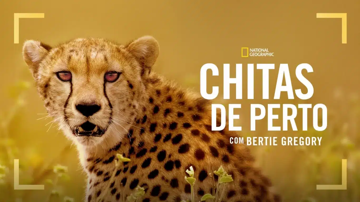 Novo especial acompanha de perto as chitas na África com Bertie Gregory Chitas-de-Perto-com-Bertie-Gregory Novo especial acompanha de perto as chitas na África com Bertie Gregory