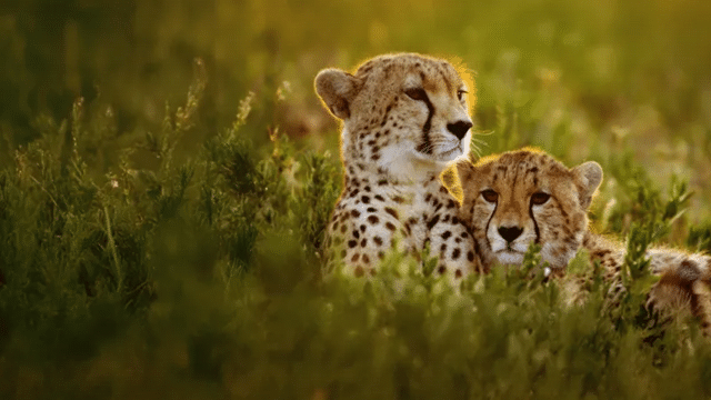 Novo especial acompanha de perto as chitas na África com Bertie Gregory image-42 Novo especial acompanha de perto as chitas na África com Bertie Gregory