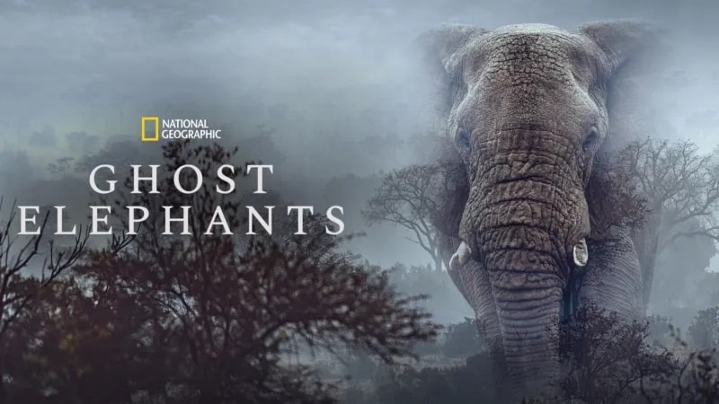 Elefantes Fantasmas, de Werner Herzog, tem lançamento confirmado no Brasil Elefantes-Fantasmas-Disney-Plus Elefantes Fantasmas, de Werner Herzog, tem lançamento confirmado no Brasil