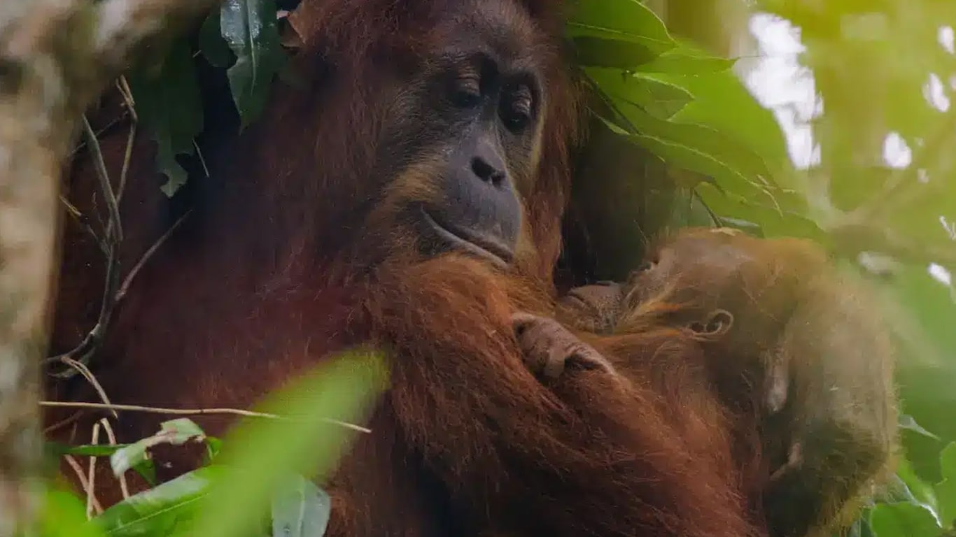 Orangotango-Disneynature Com Josh Gad, Orangotango leva o público às florestas do Sudeste Asiático