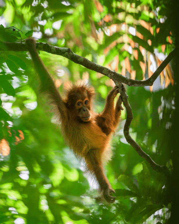 image-33 Com Josh Gad, Orangotango leva o público às florestas do Sudeste Asiático