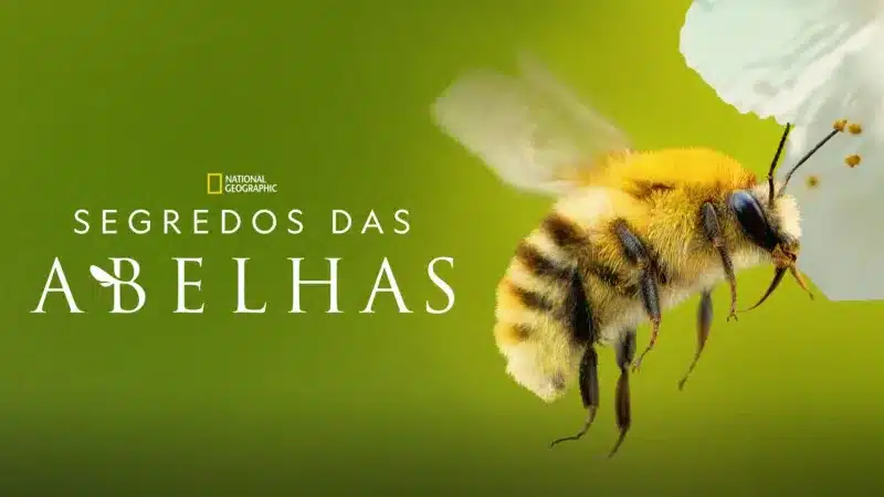Segredos-das-Abelhas-Disney-Plus Paradise, Gaten Matarazzo e Divertida Mente ao vivo: a programação da semana (30/03 a 05/04)