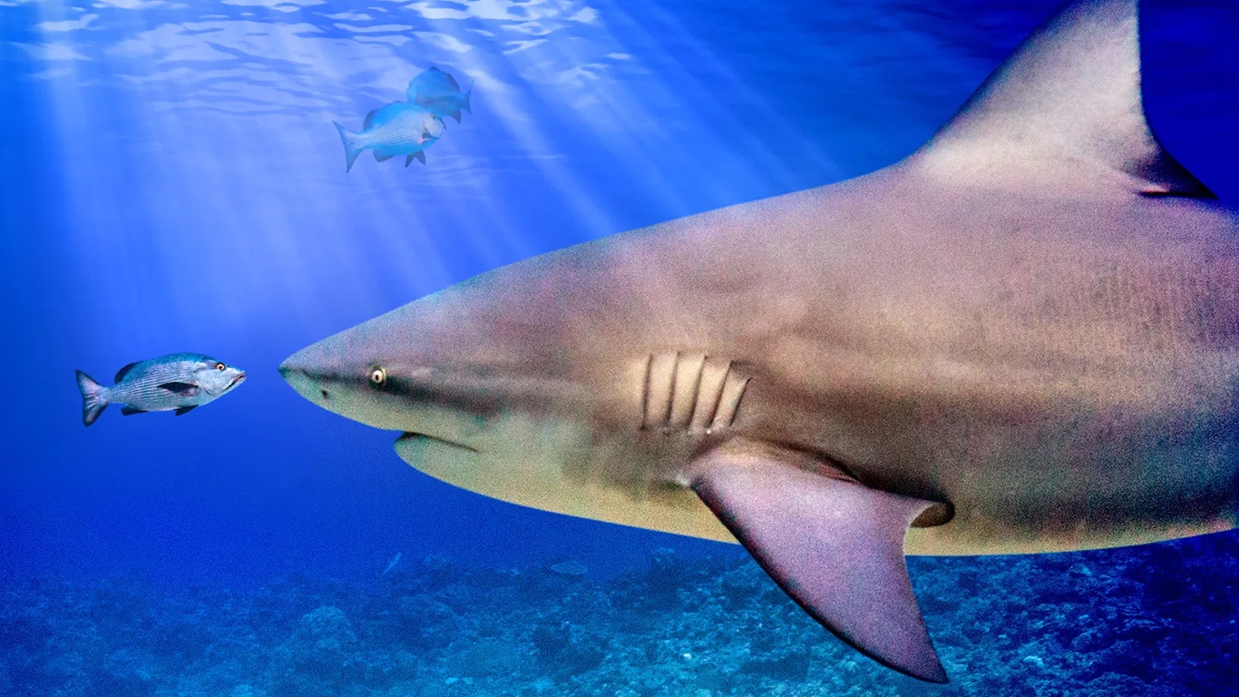 O-Maior-Tubarao-Touro-do-Mundo Terceiro dia seguido de remoções silenciosas no Disney+: desta vez, um documentário sobre tubarões