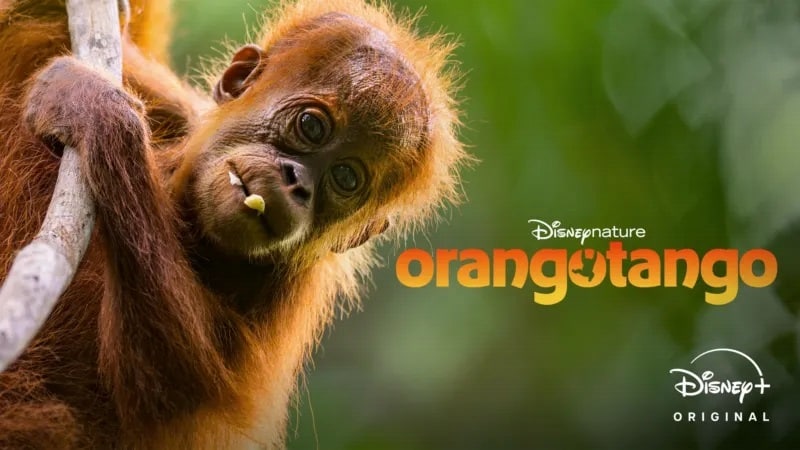 Orangotango-Disney-Plus DOC, Dia da Terra e The Beauty: três bons motivos para abrir o Disney+ nesta quarta-feira