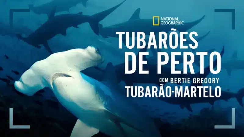 Tubarão-martelo é tema de novo documentário no Disney+ neste domingo Tubaroes-de-Perto-com-Bertie-Gregory-Tubarao-martelo Tubarão-martelo é tema de novo documentário no Disney+ neste domingo
