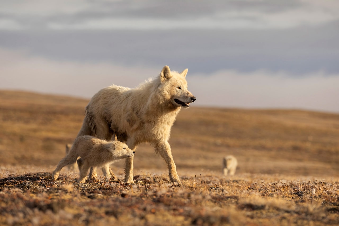 1000201929 Disneynature anuncia Wolf, filme sobre lobos do Ártico que chegará no Dia da Terra