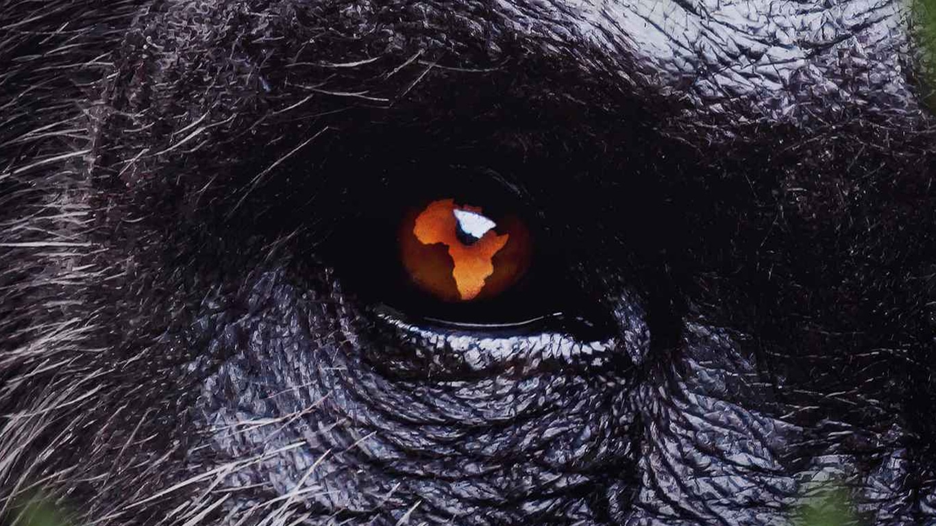 Africa-Earths-Wild-Home Nova série da National Geographic acompanha a vida selvagem em quase 30 países africanos